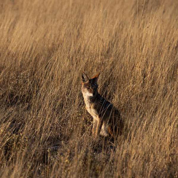 Antelope in the Central Kalahari