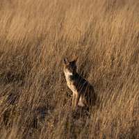 Antelope in the Central Kalahari