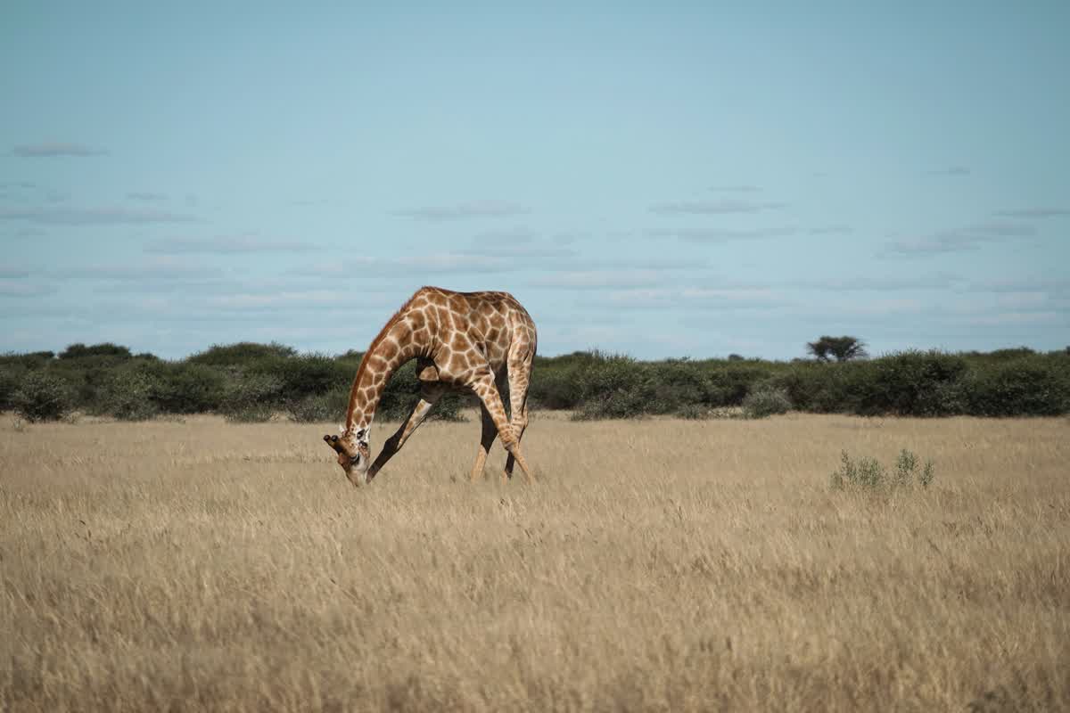 Giraffe in the Central Kalahari Game Reserve