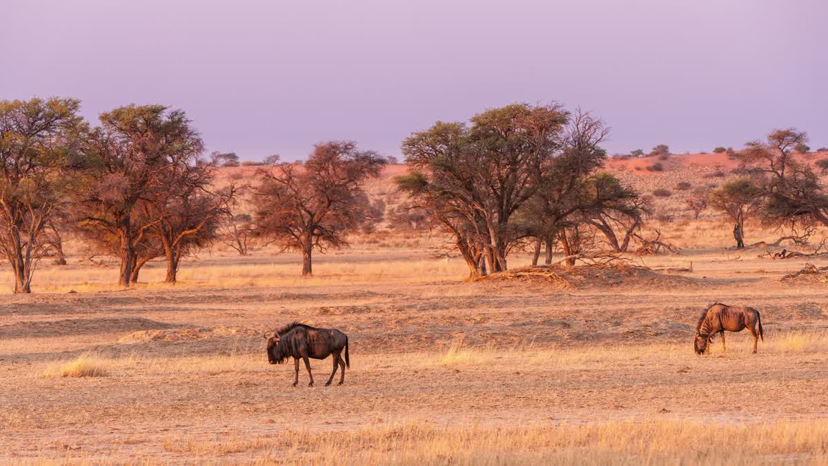 Wide landscape in the Central Kalahari