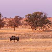 Wide landscape in the Central Kalahari