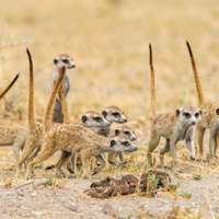 Meerkats in the Central Kalahari