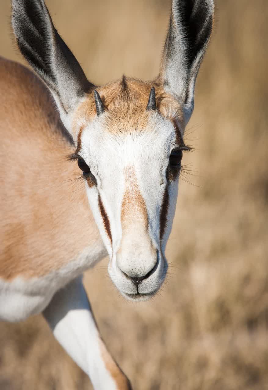 Springbok portrait in the Central Kalahari