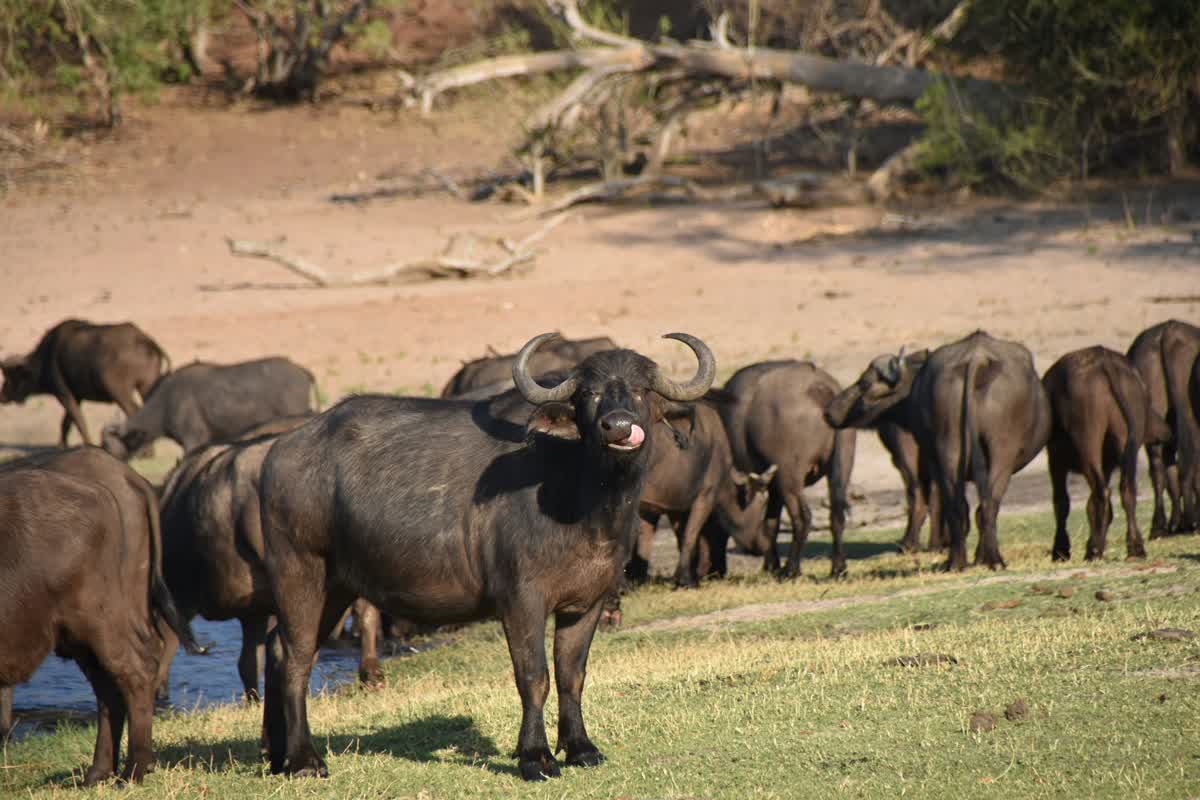 Buffalo herd in Chobe National Park