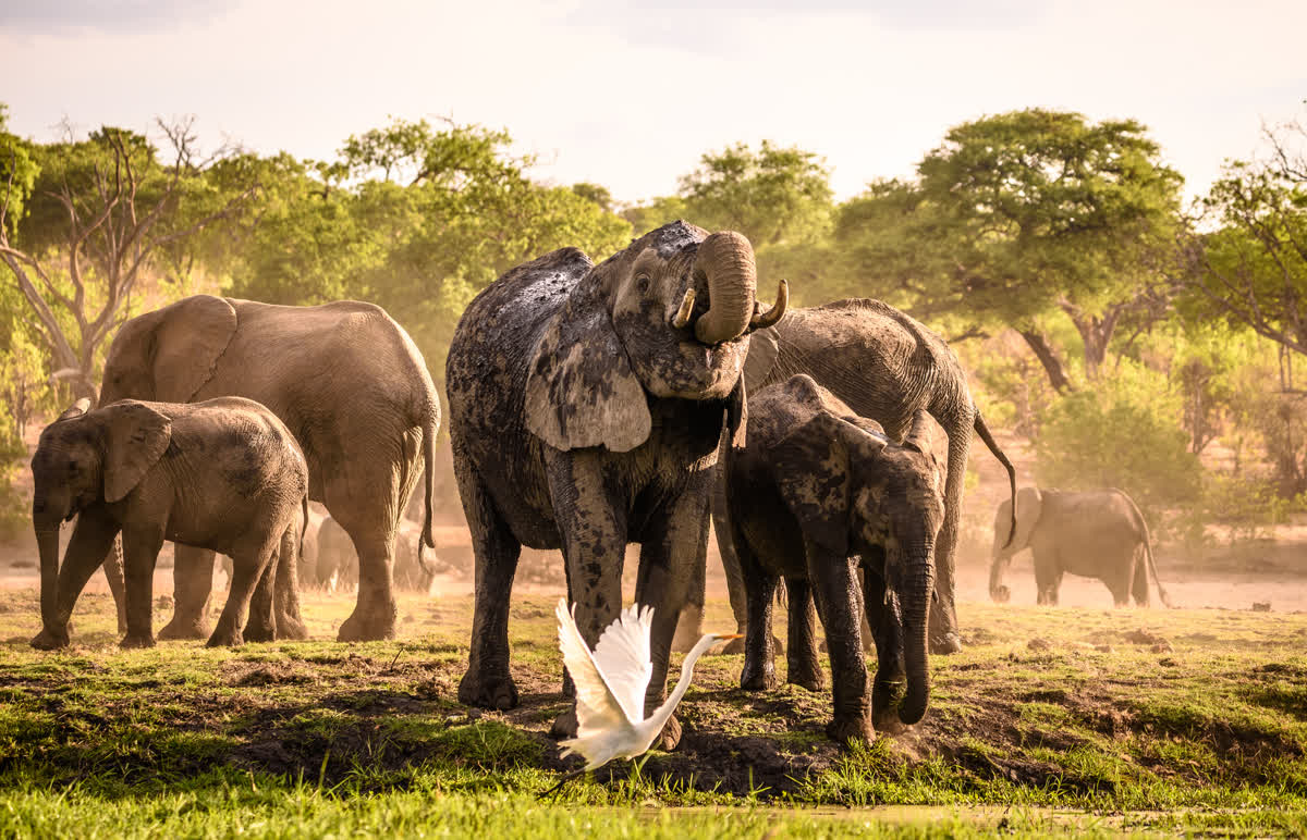Elephants in Chobe National Park