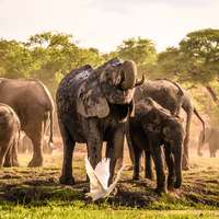Elephants in Chobe National Park