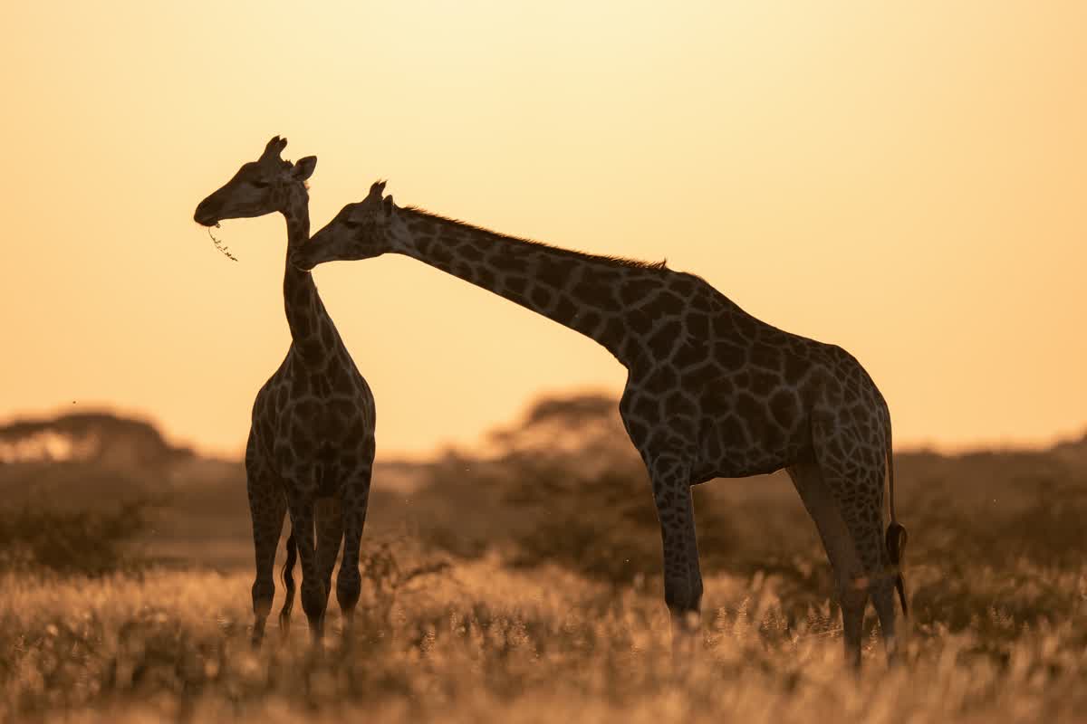 Giraffes in Chobe National Park