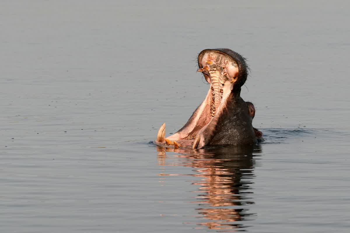 Hippo in the Chobe River