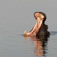 Hippo in the Chobe River