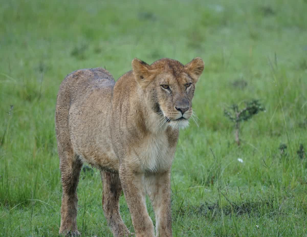 Lioness in Chobe National Park