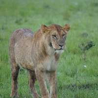 Lioness in Chobe National Park