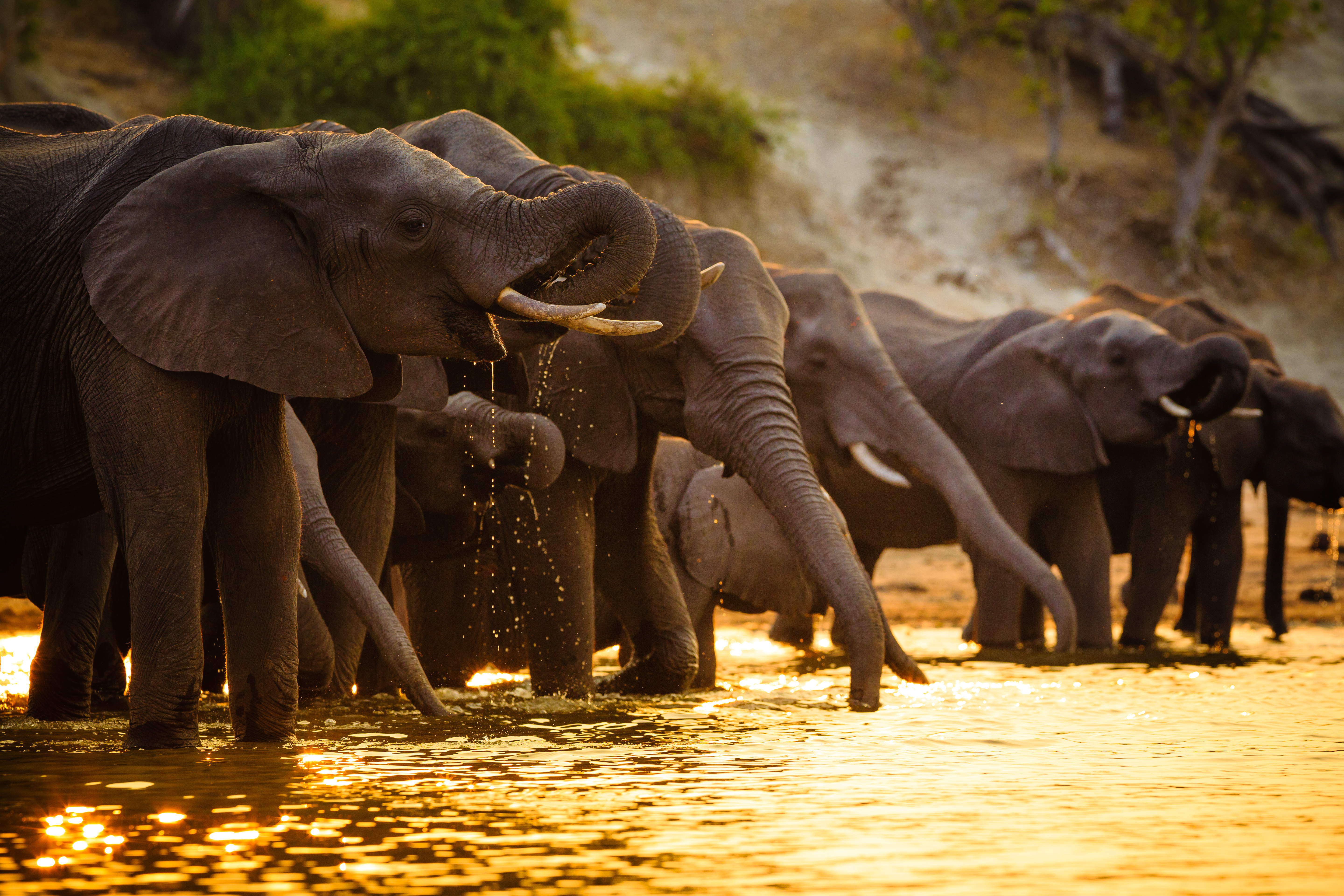 Elephant herd at the Chobe River