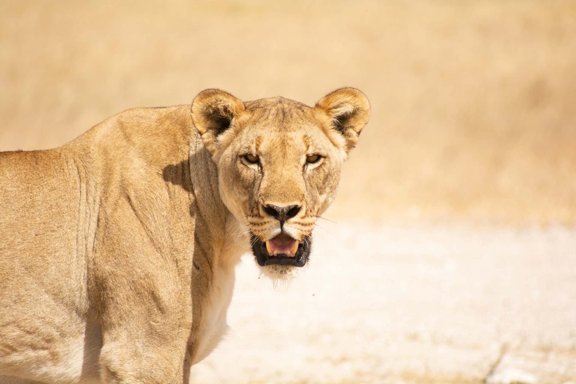Löwe im Etosha Nationalpark