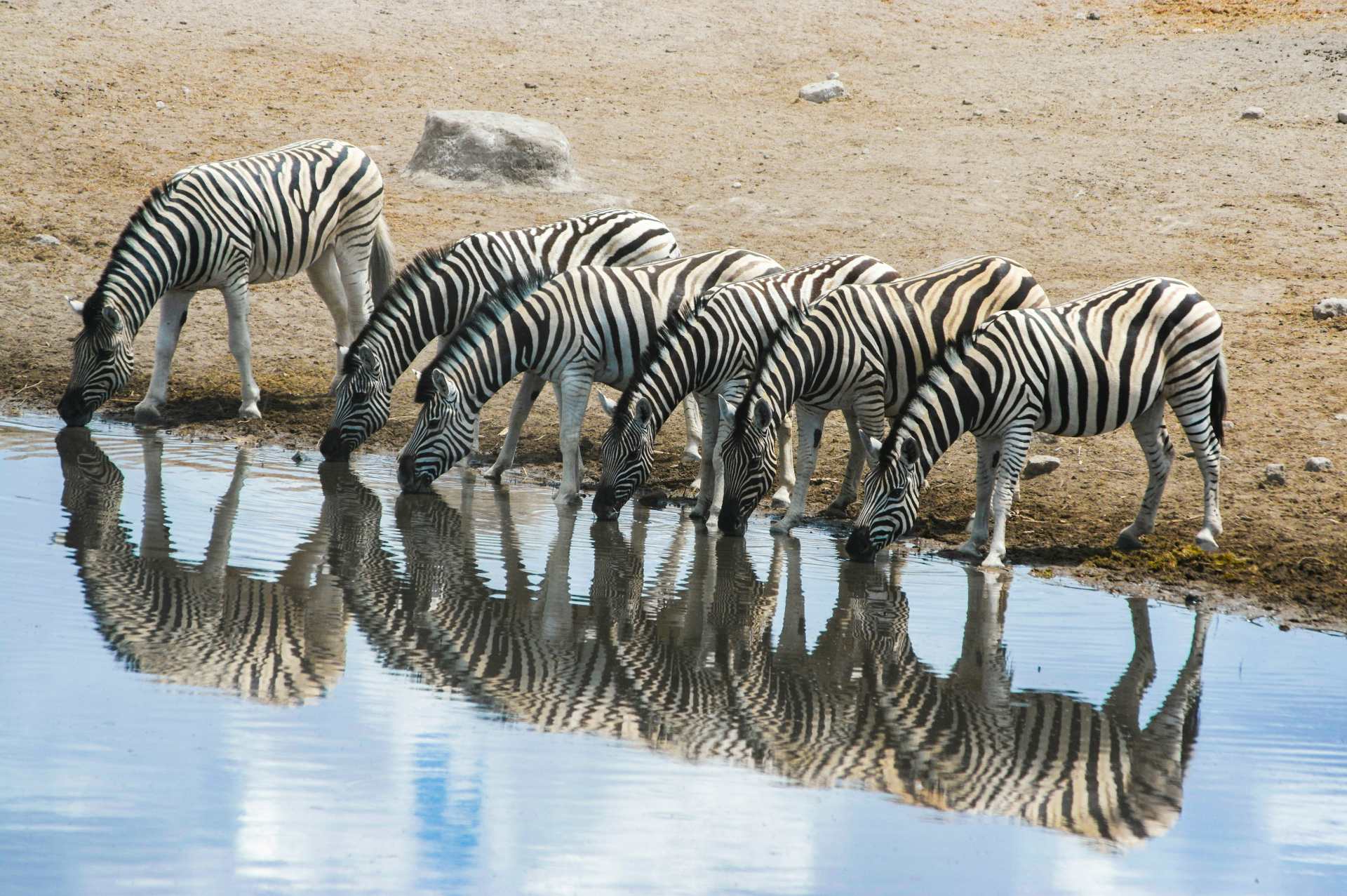 Zebras an einer Wasserstelle