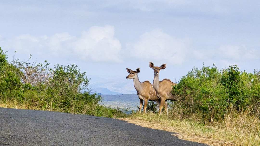 Kudu Weibchen am Strassenrand