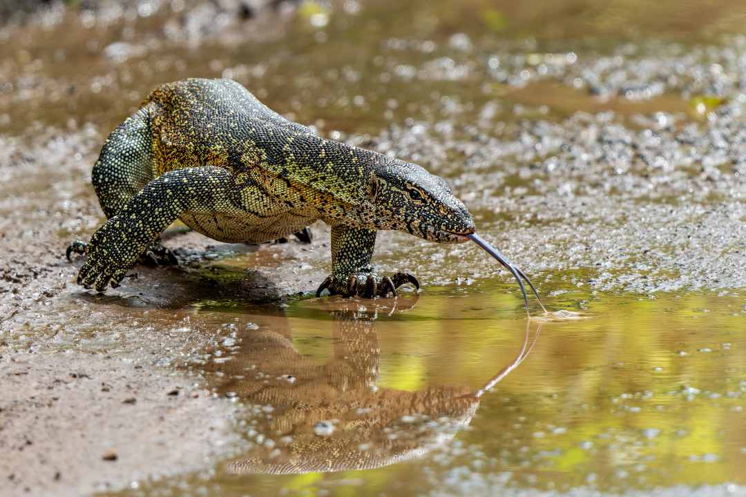 Waran im Hluhluwe–iMfolozi Park