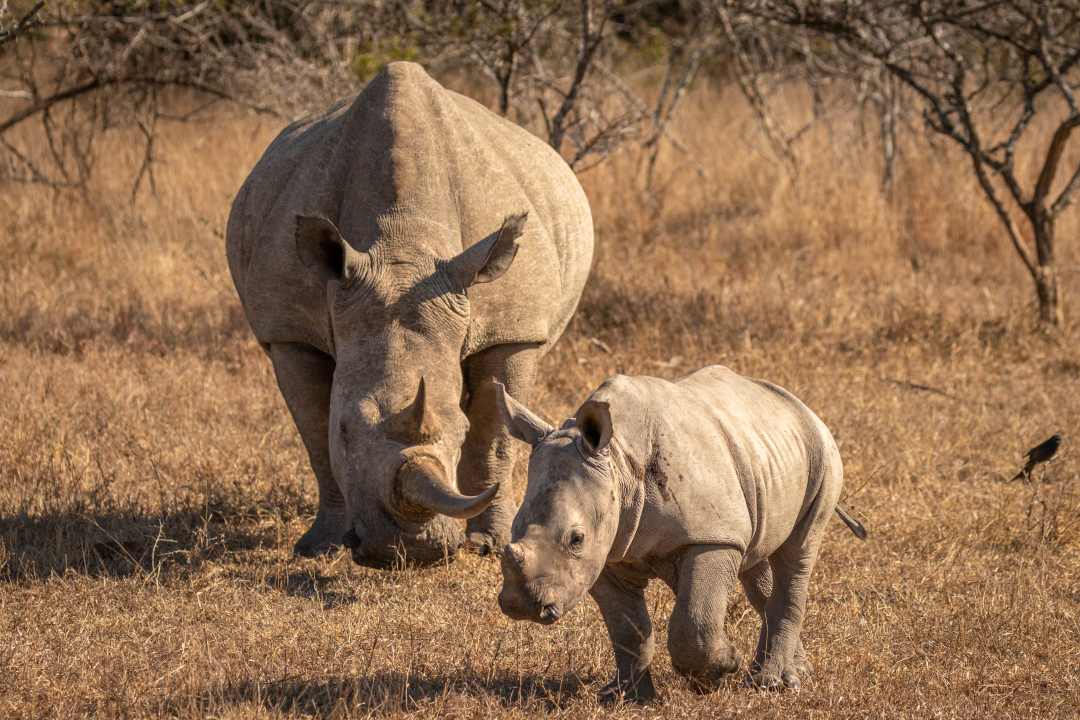Nashorn mit Nachwuchs im Hluhluwe–iMfolozi Park