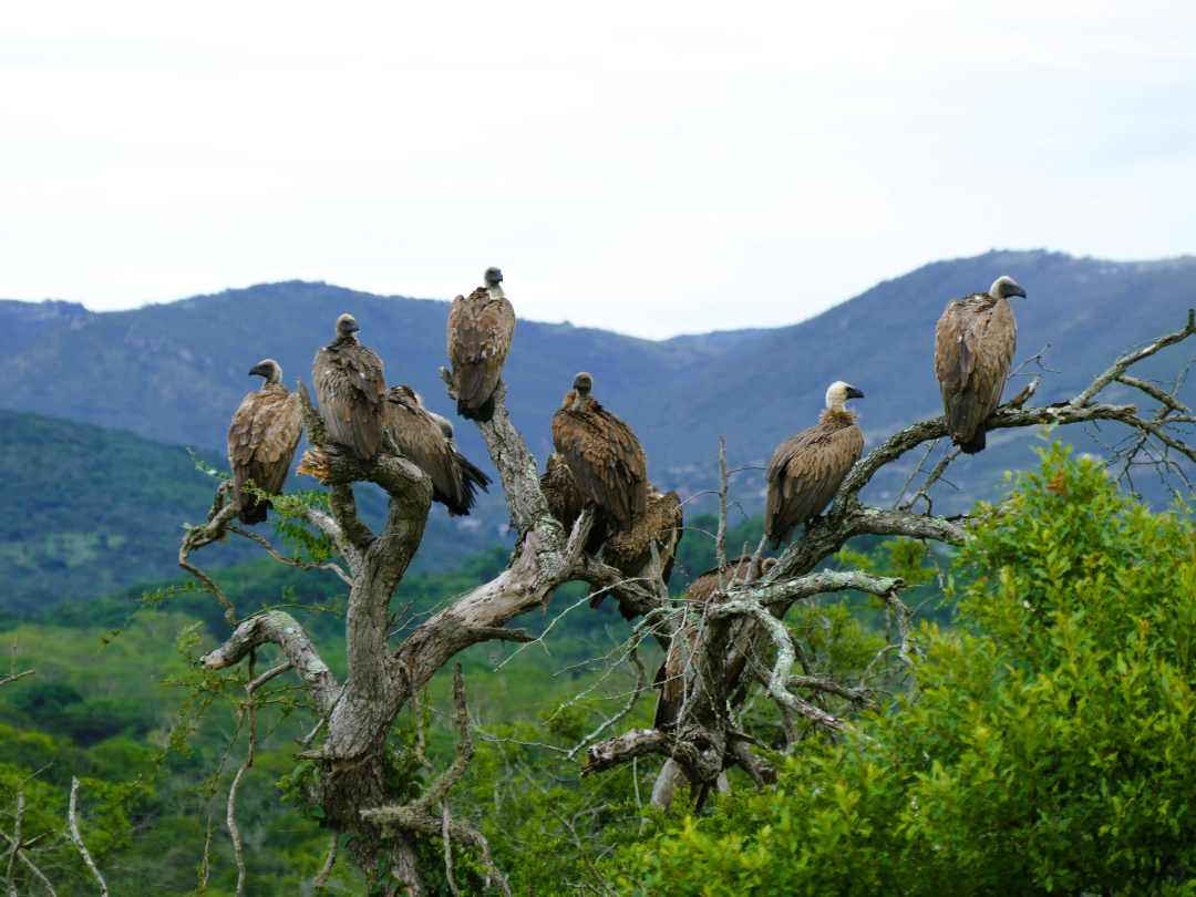 Geier sitzen auf einem Baum