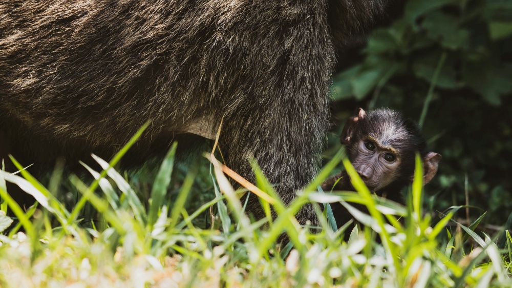 Baby Schimpanse bei Mutter