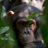 Schimpansen Trekking im Kibale Nationalpark