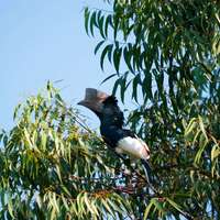 Vogelbeobachtung im Kibale Nationalpark