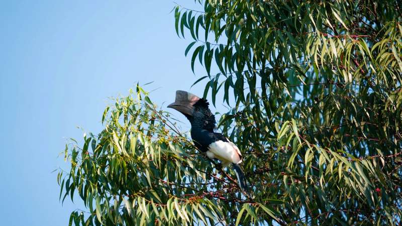Vogelbeobachtung im Kibale Nationalpark