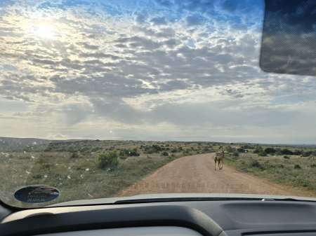 Self Drive Safari