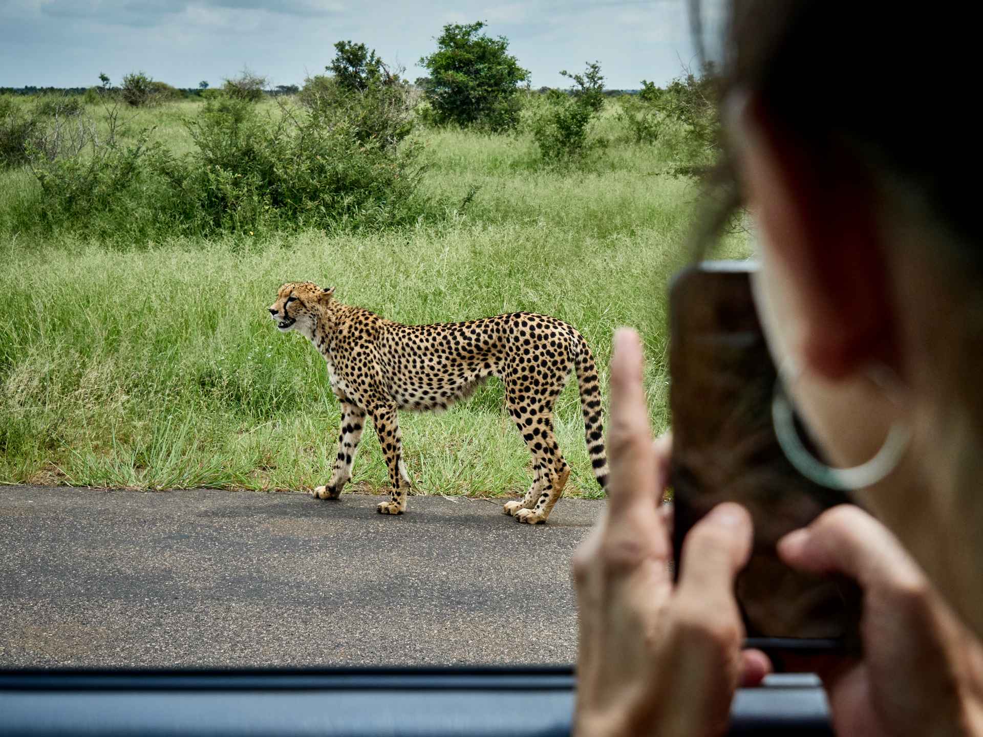 Frau fotografiert Gepard im Krüger Nationalpark