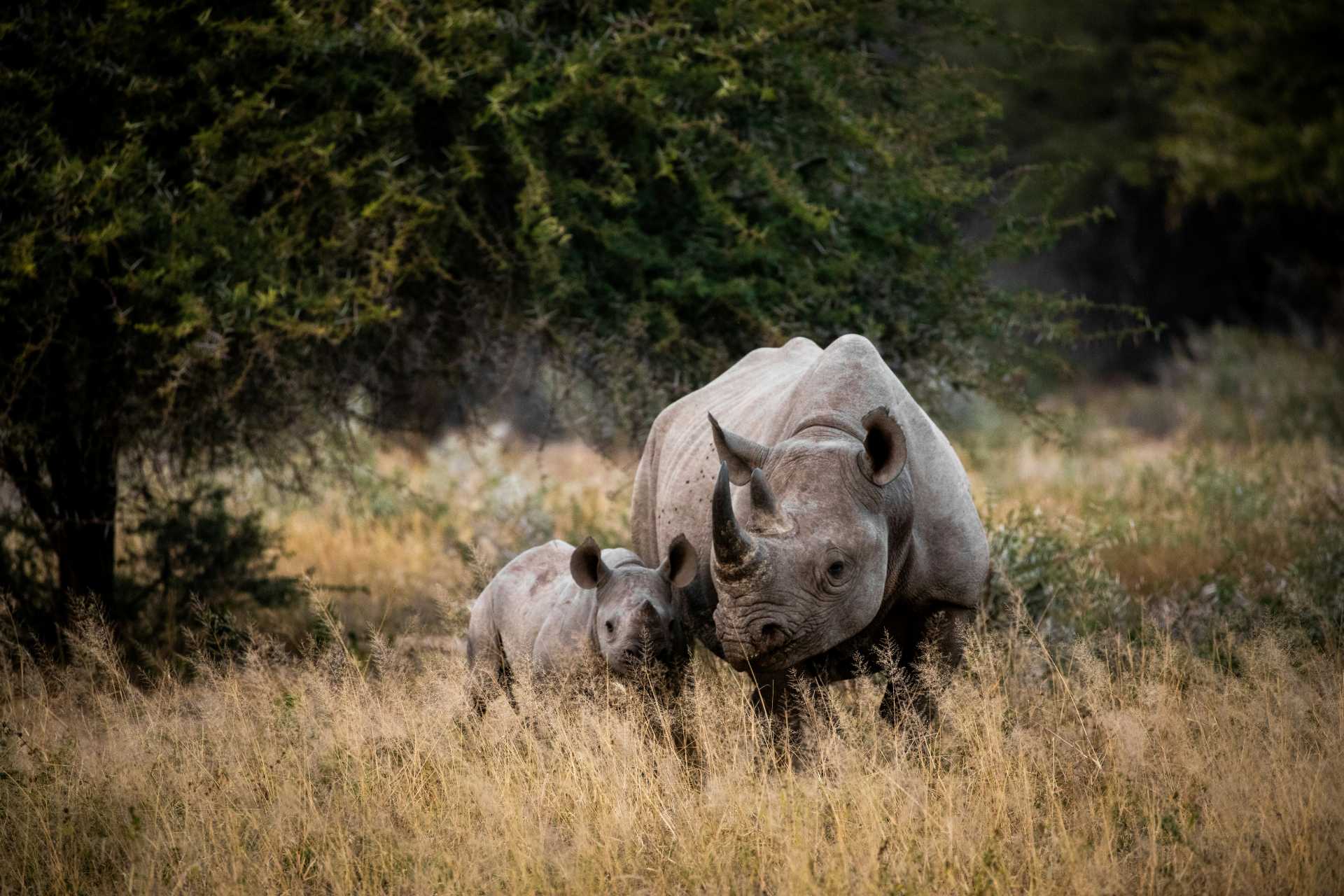 Nashorn im Krüger Nationalpark