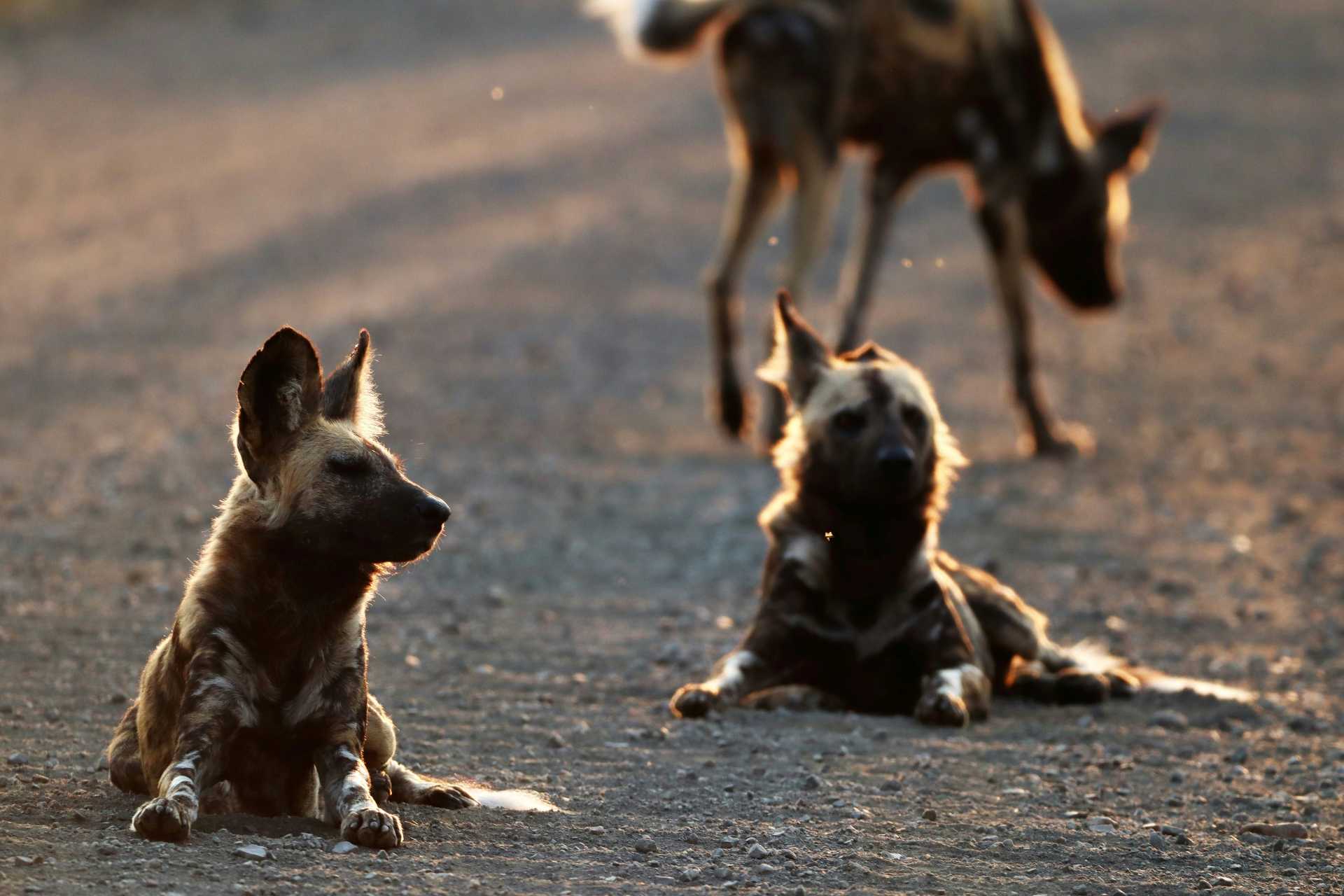 Wildhunde liegen auf der Strasse