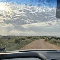 Self drive safari