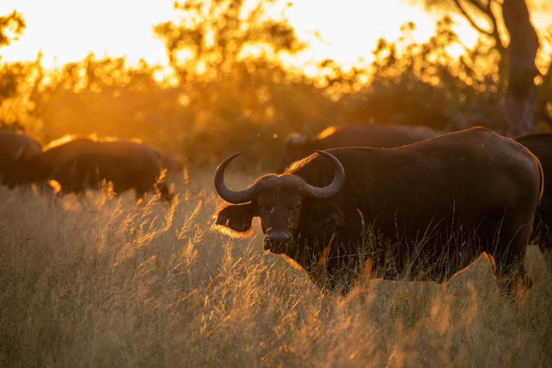Buffalo herd in Kruger National Park