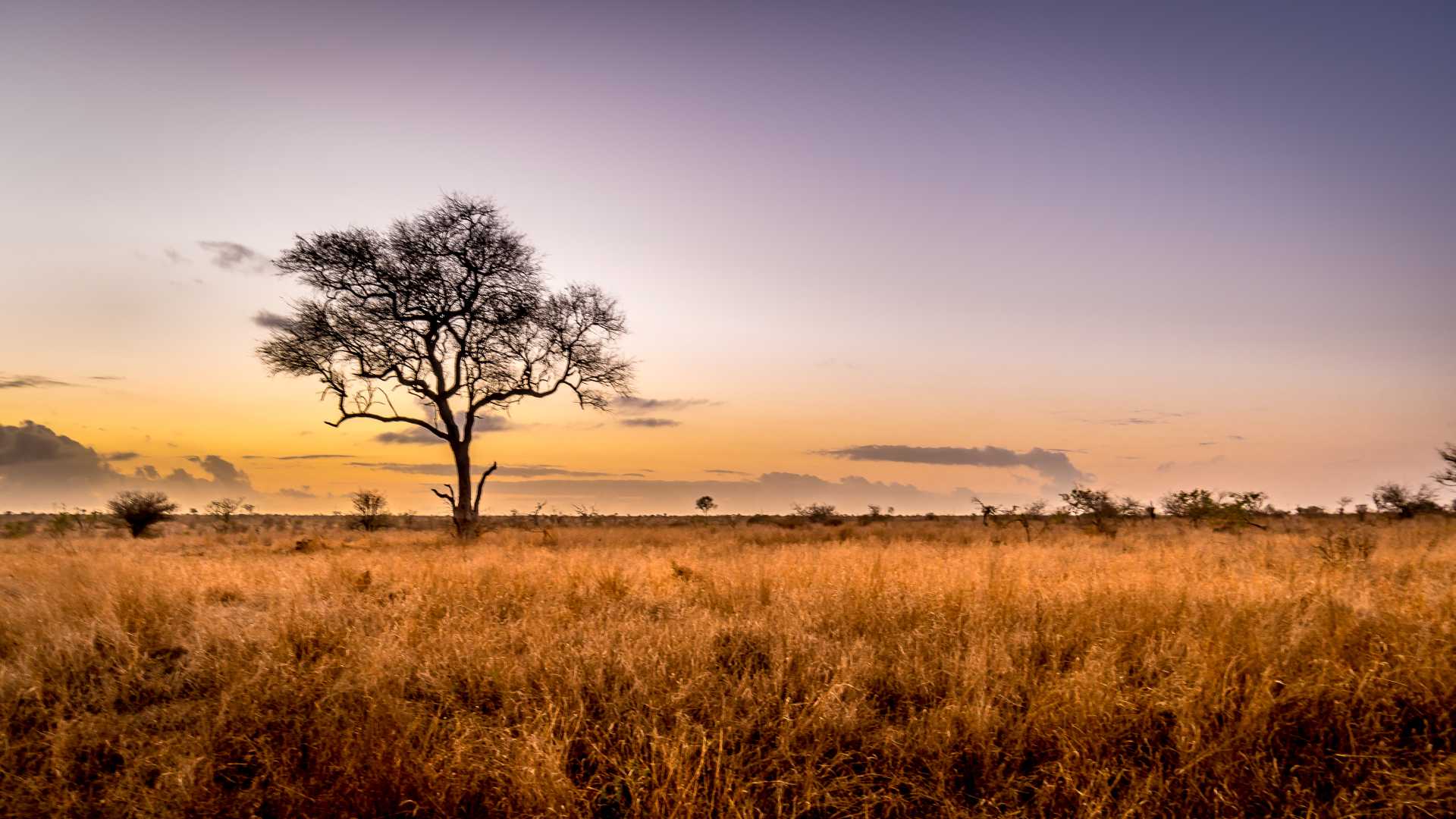Vast savanna in the park