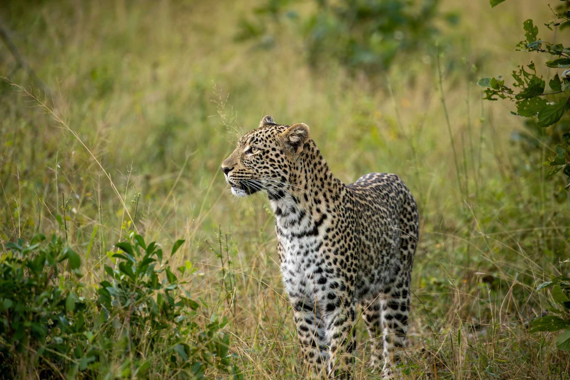 Leopard in Kruger National Park