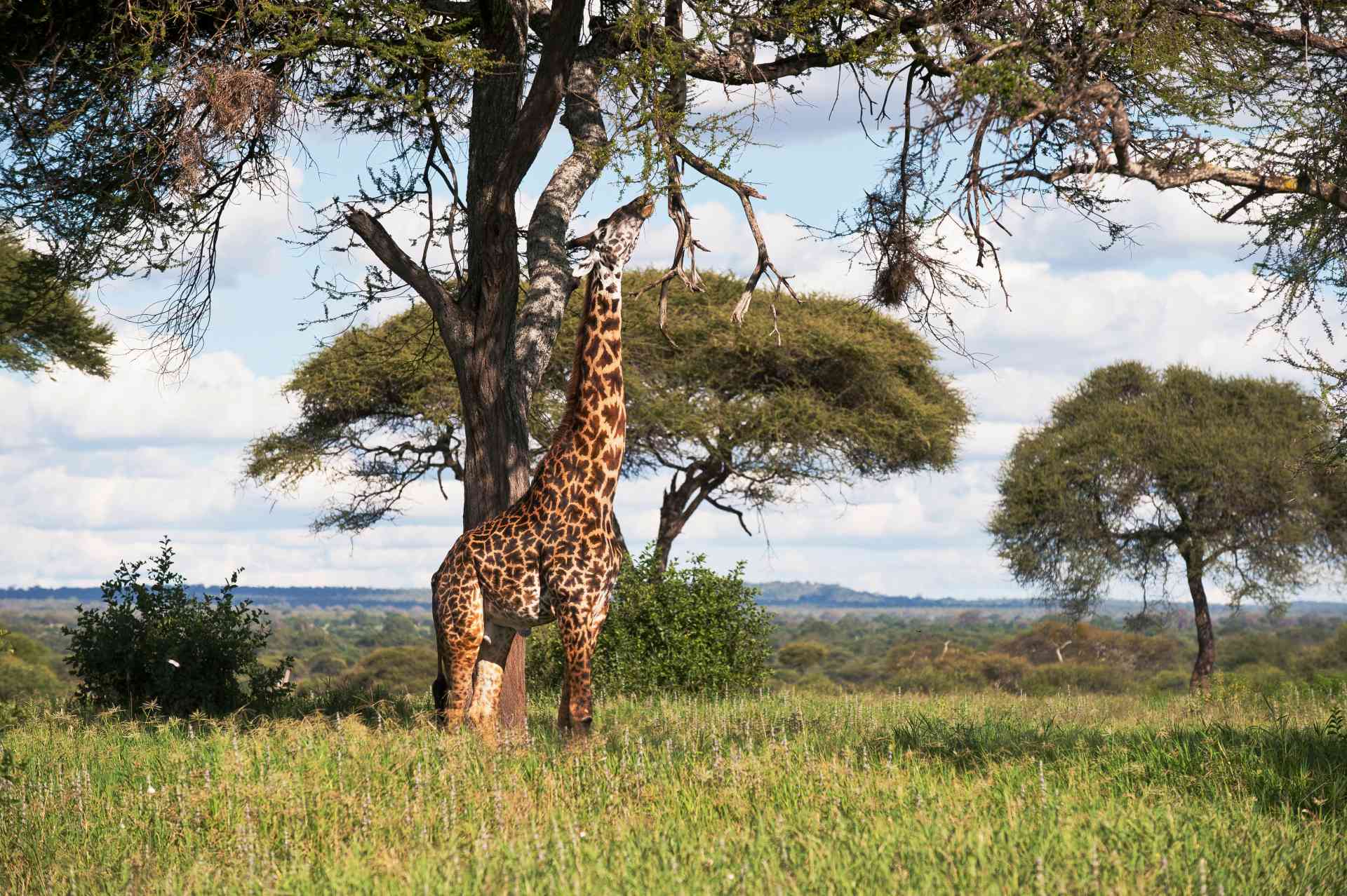 Giraffe in Kruger National Park