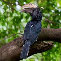 Nashornvogel im Lake Manyara Nationalpark