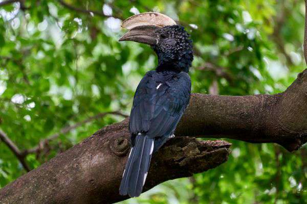 Nashornvogel im Lake Manyara Nationalpark