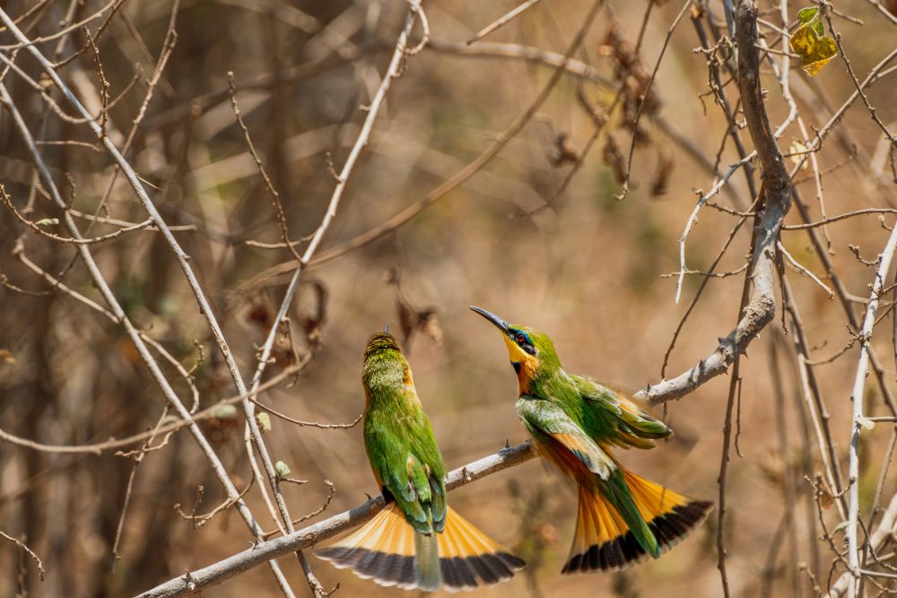 Bunte Vögel am Lake Manyara