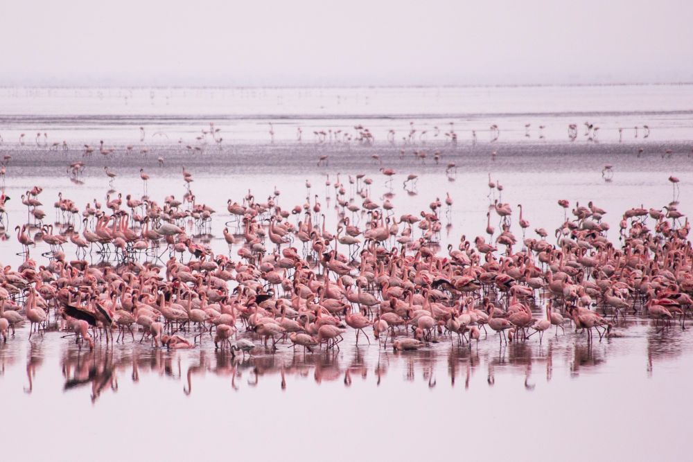 Flamingos im Sodasee