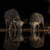 Pirschfahrt durch die Nacht