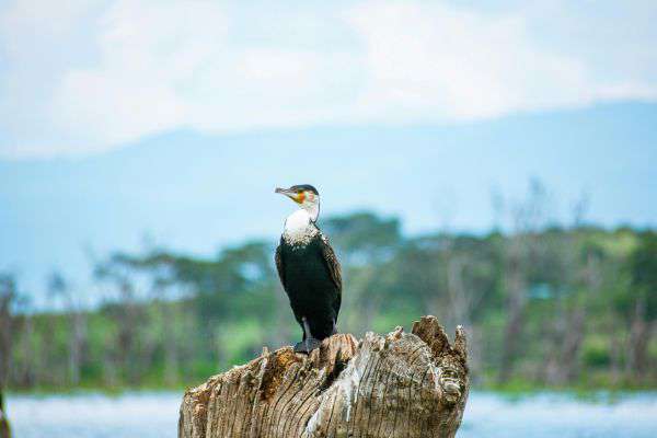 Vogelbeobachtung im Lake Nakuru Nationalpark