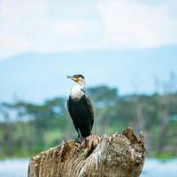 Vogelbeobachtung im Lake Nakuru Nationalpark