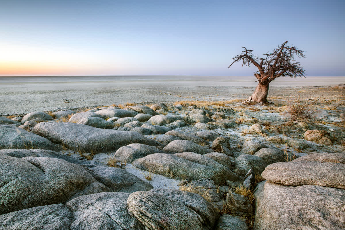 Baobab tree on the salt pans