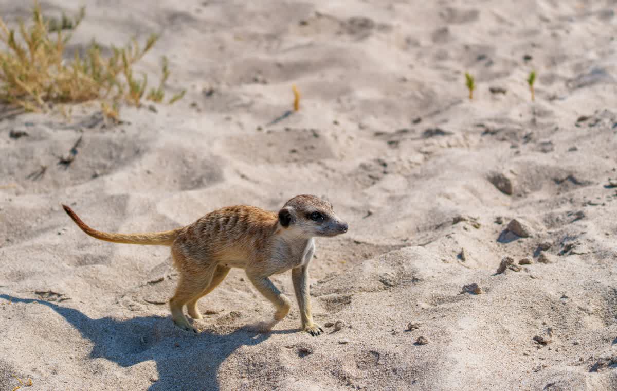 Meerkat in the Makgadikgadi Pans