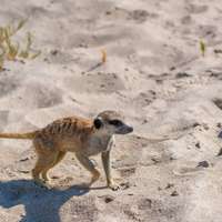Meerkat in Makgadikgadi