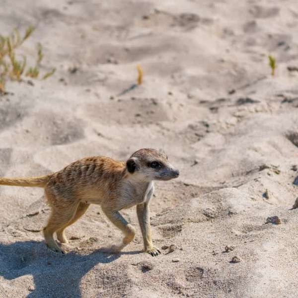Meerkat in Makgadikgadi