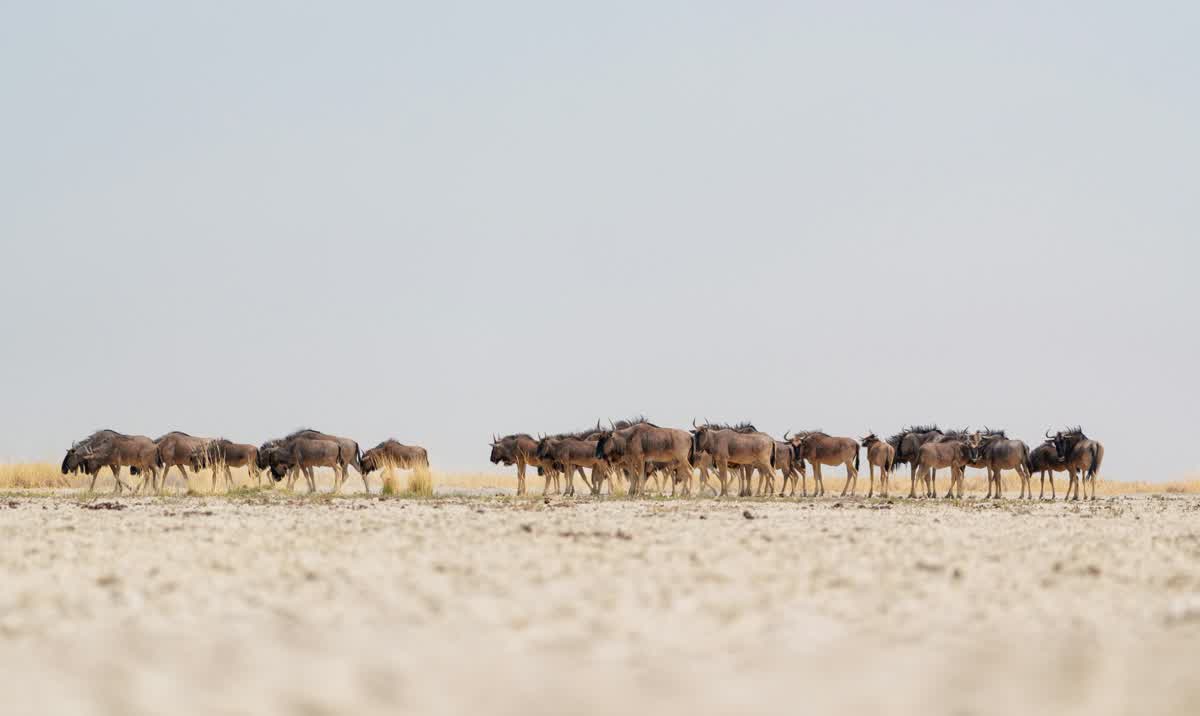Wildebeest crossing the salt pans