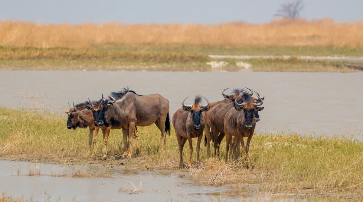 Wildebeest at seasonal water in Makgadikgadi