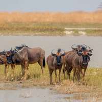 Wildebeest in Makgadikgadi