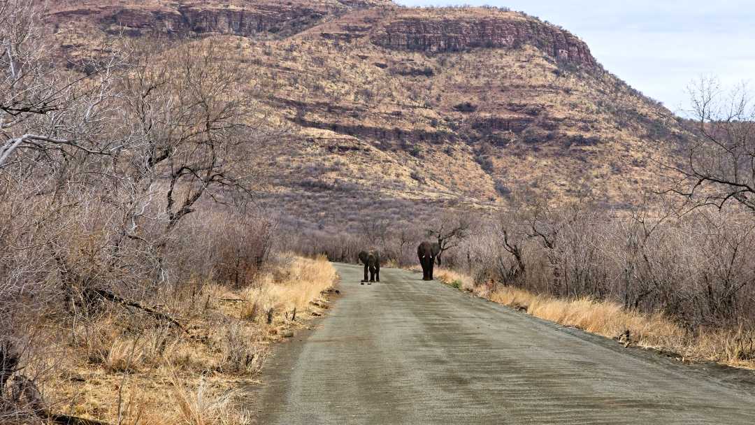 Elefanten im Marakele Nationalpark